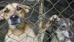 maltratoanimalcodigopenal-delito de maltrato de animales domesticos-abogados en jerez contra maltrato de animales